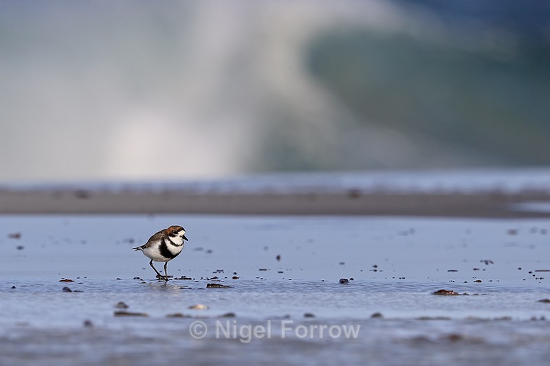 Two-banded Plover on beach, Sea Lion Island - Two-banded Plover