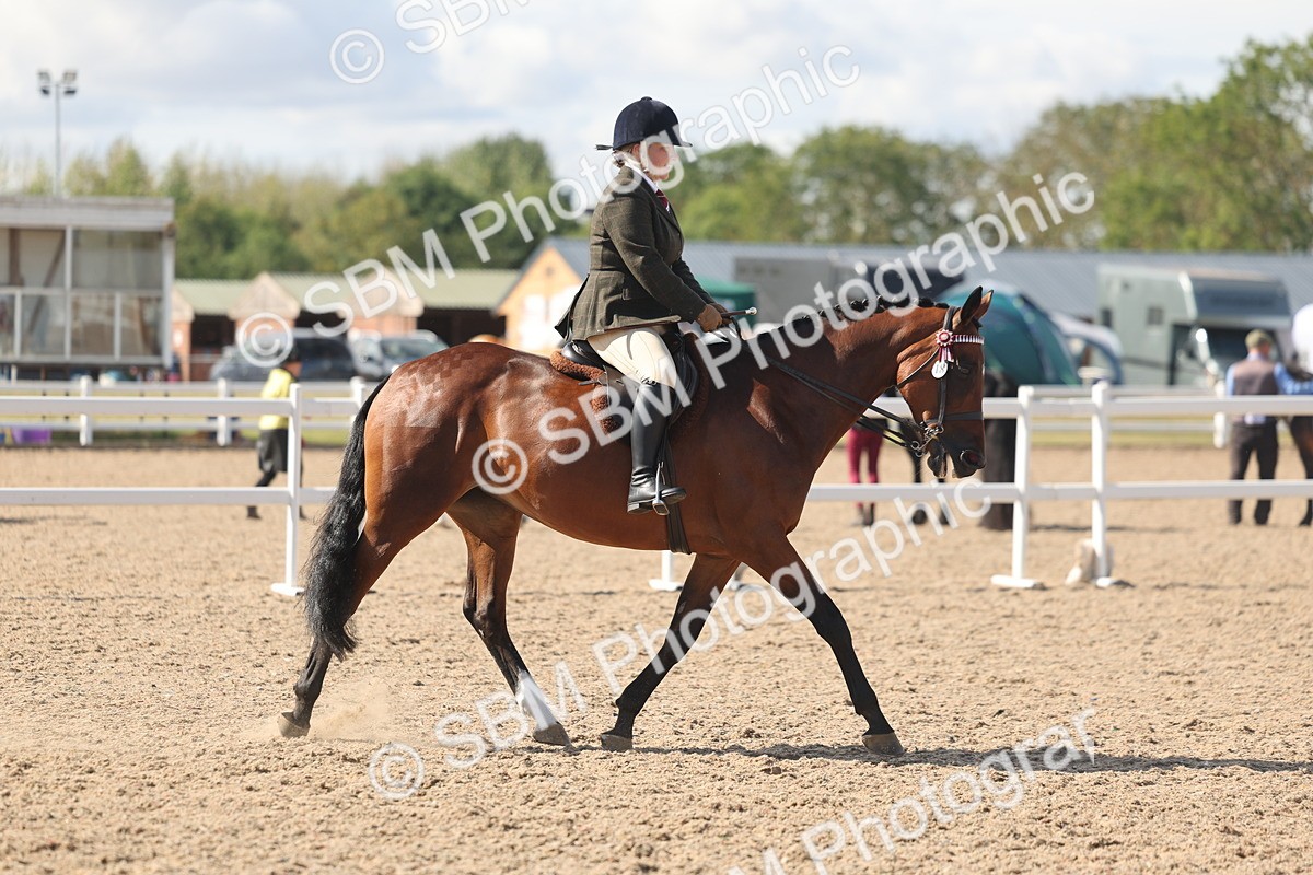 SBM_13183 - Class 306 - Ridden Foreign Breds - Part Bred