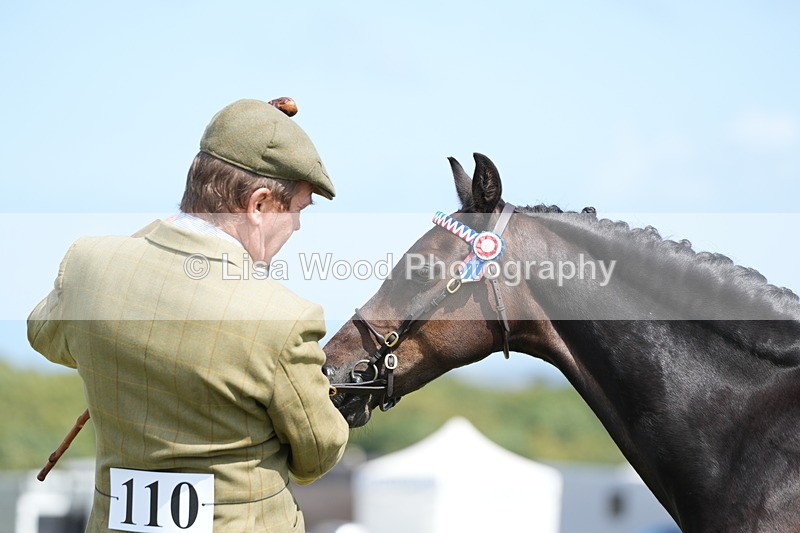 DSC07370 - Class 69: NPS Show Pony 4 years and over