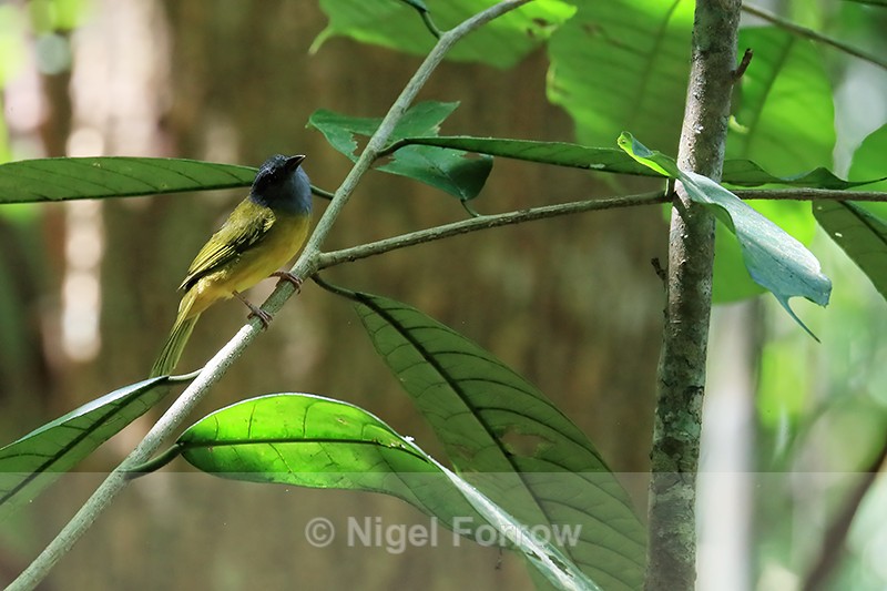 Grey-headed Tanager, Osa Peninsula, Costa Rica - Grey-headed Tanager