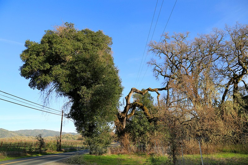 Highway 175, Hopland, California - Roadside