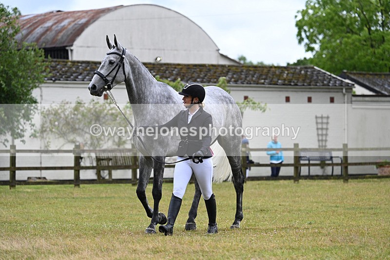 WJ7_6225 - Class 4a Prettiest Mare over 14hh