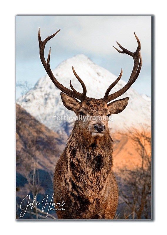  - Scottish Stags- picture