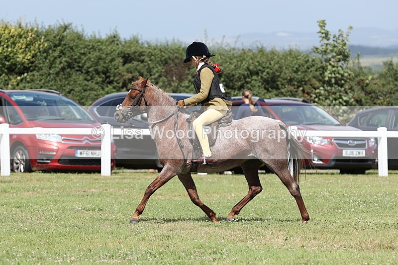 JPP_2132 - Class 19: Working Hunter 60cm