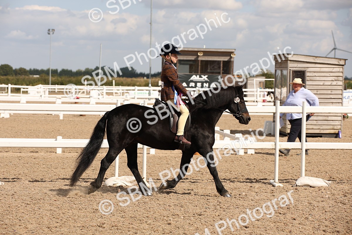 SBM_03466 - Class 18 Handsomest Gelding (IH or Ridden)