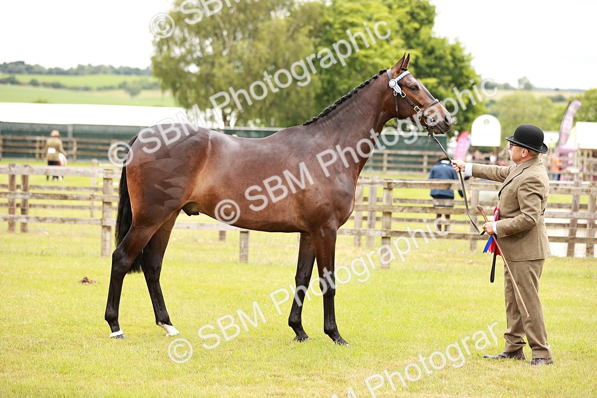 SBM_04790 - Class 35-38 Riding Horse Breeding