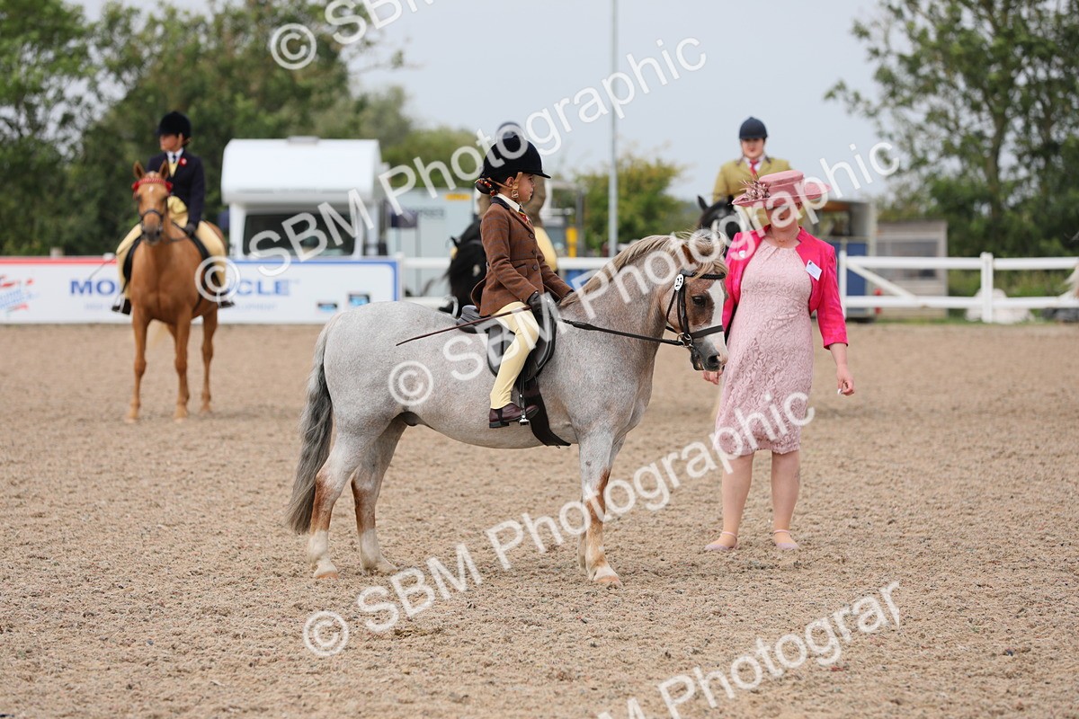 SBM_12704 - Class 307 Ridden Coloured Pony