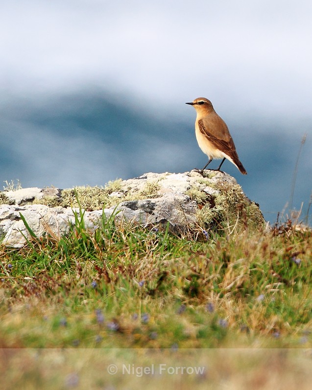 Wheatear perched on a rock on the Cornish coast - Wheatear