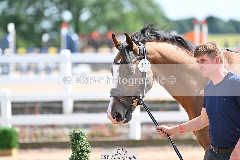 240717A-151713-02718 - Trot Up 3pm to 4pm