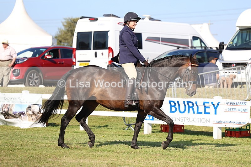 3E7A5248 - Class 2: Rising Star Large Hack/Riding Horse