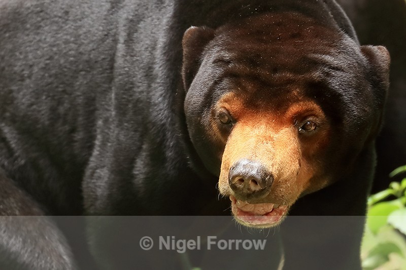 Sun Bear, Phnom Tamao, Cambodia - Sun Bear