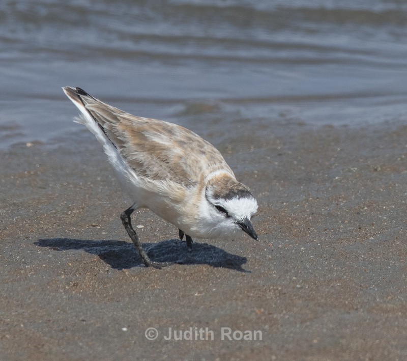 White-fronted Plover - Namibia 2022