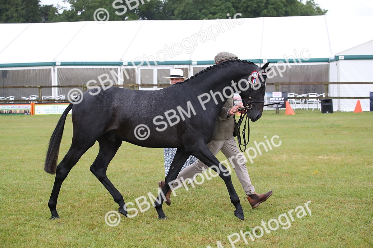 SBM_00071 - Class 17-20 - Arab & Part Bred - Anglo Arab In Hand