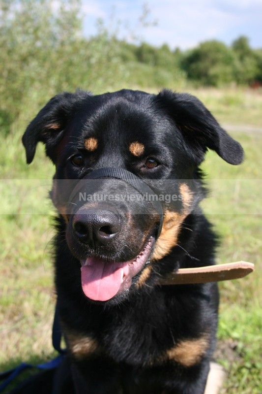 Zack - Pet Photography
