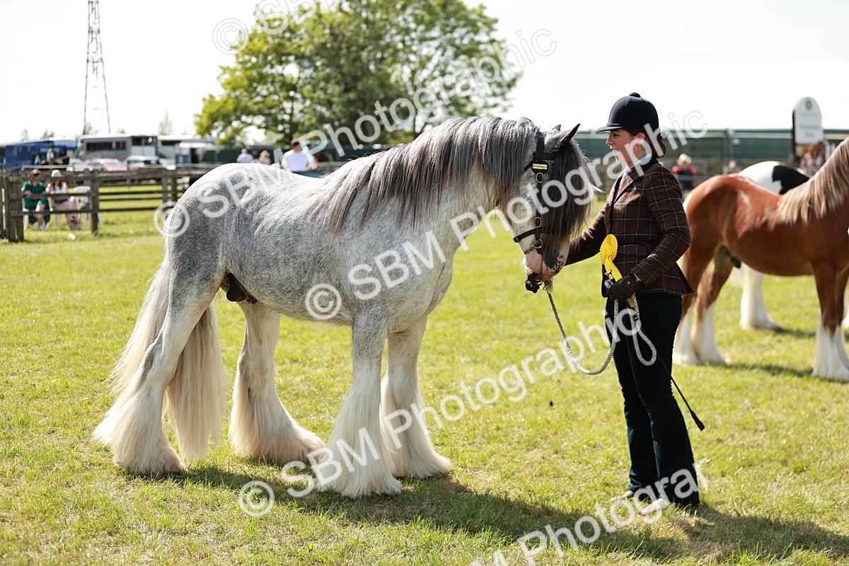 SBM_08707 - Class 63-65 - Traditional Gypsy Cobs In Hand & Ridden