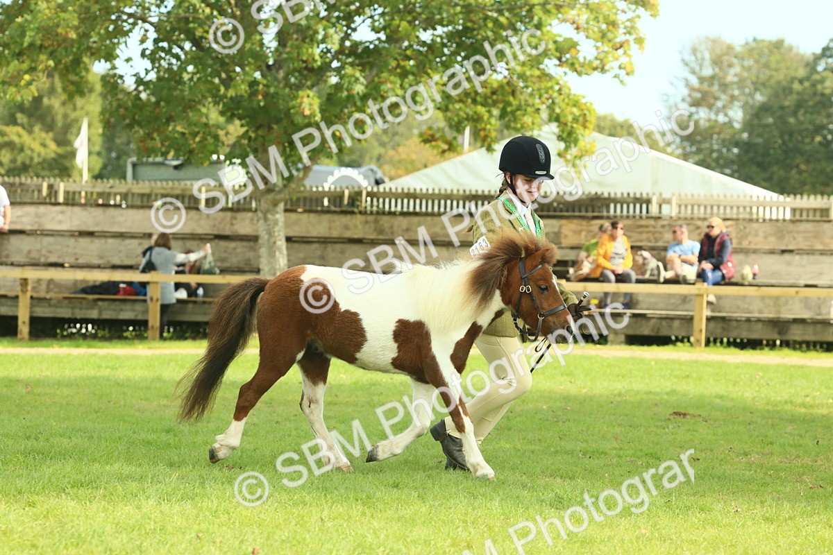 SBM_66575 - S34 - Rehabilitated Rescue Horse & Pony In Hand & Ridden