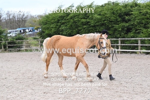 BPP_7277 - RING 1  (RIDDEN HORSES / IN HAND / VETERAN ETC)