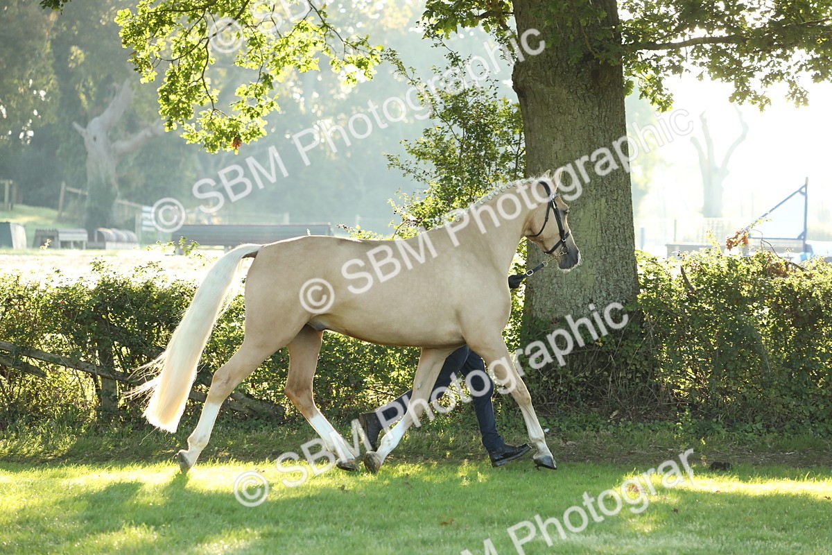 SBM_57912 - S42 - Youngstock