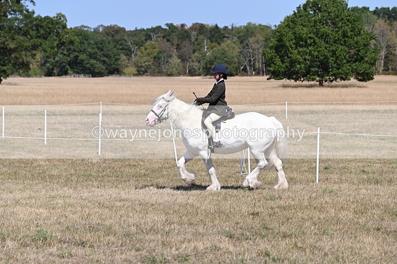 WJ6_8844 - Class 38 Ridden Riding Horse/Pony
