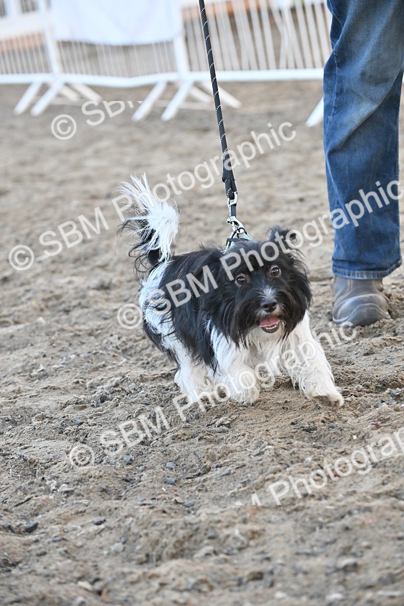 SBM_09569 - Lorry Dogs
