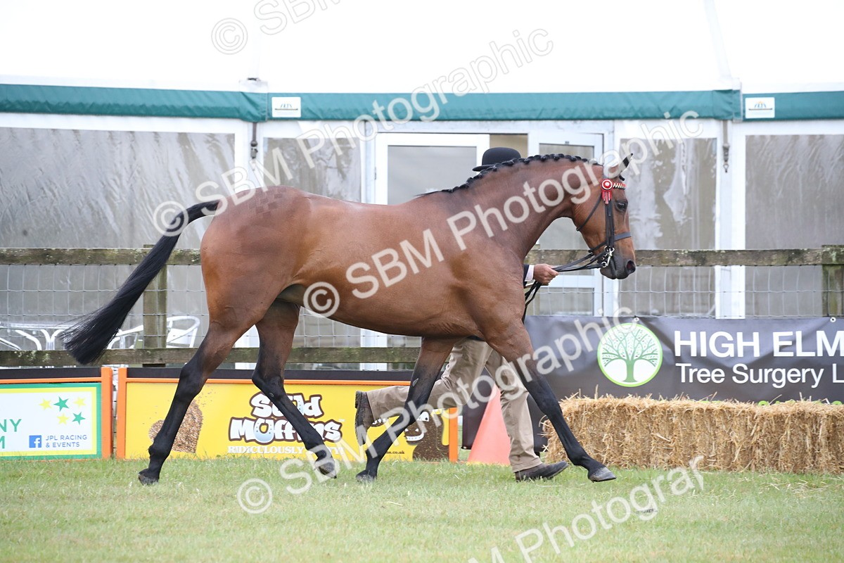 SBM_00206 - Class 17-20 - Arab & Part Bred - Anglo Arab In Hand