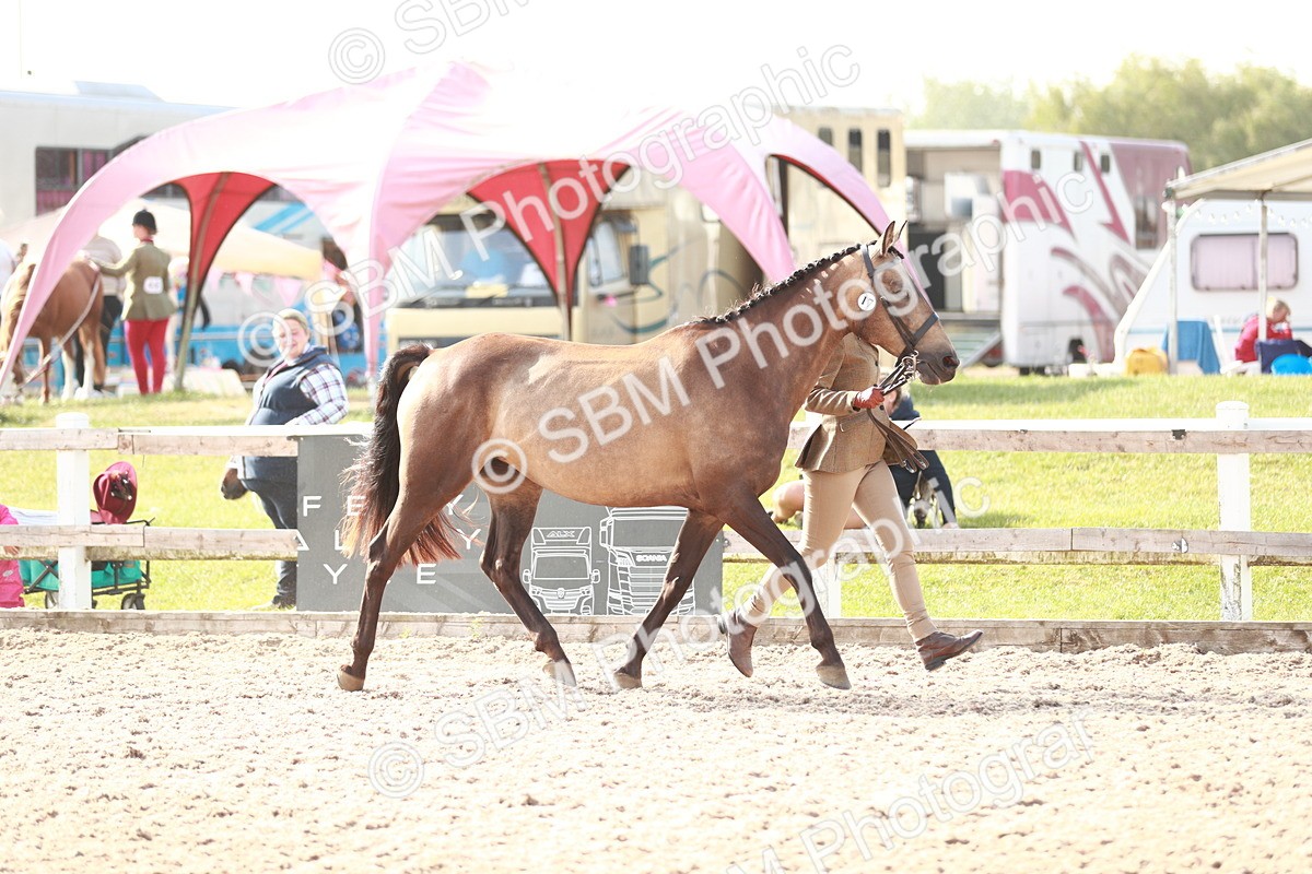 SBM_11047 - Class 205 IH Show Pony/ Show Hunter Pony