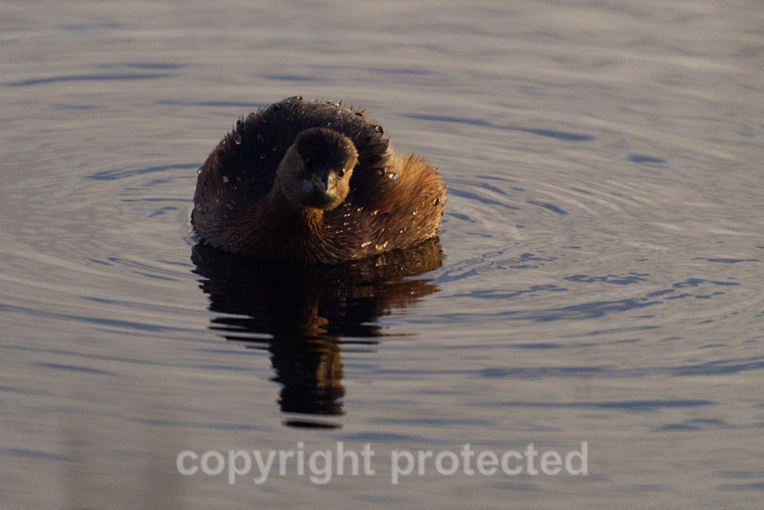 Little Grebe - Lackford Lakes - Suffolk - Birds