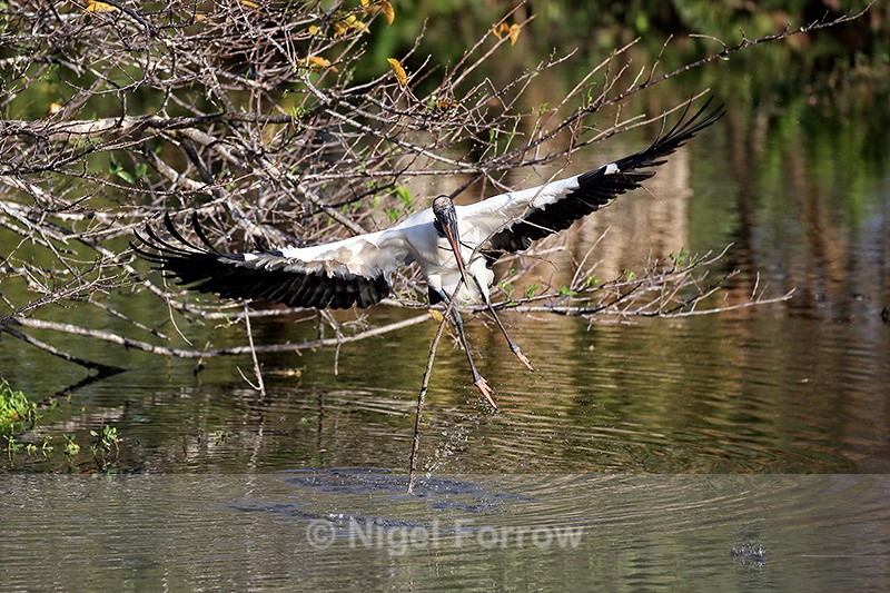 Wood Stork lifts off with nest material, Wakodahatchee, Florida - Wood Stork