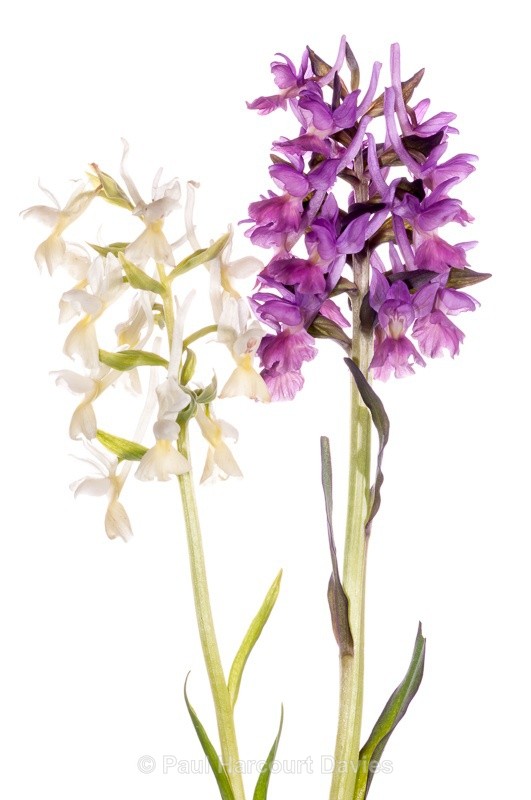  - WB: Orchids - Various