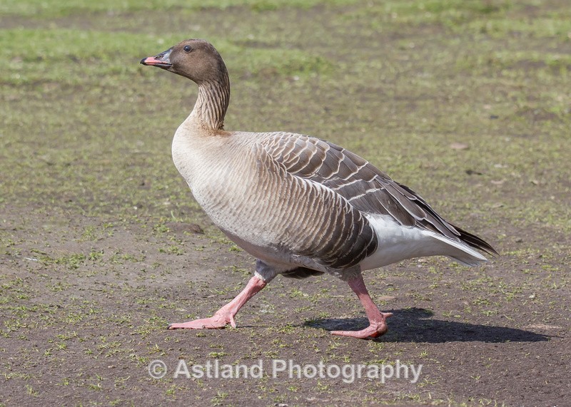 Astland Photography, Bird and Wildlife Images, Susan and Peter Wilson, U.K.