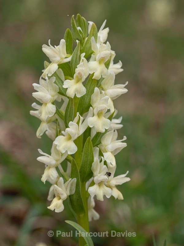 Roman orchid (Dactylorhiza romana - Gargano - Wild Orchids