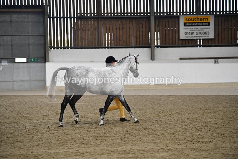 WJ5_5752 - Morning in hand Championship