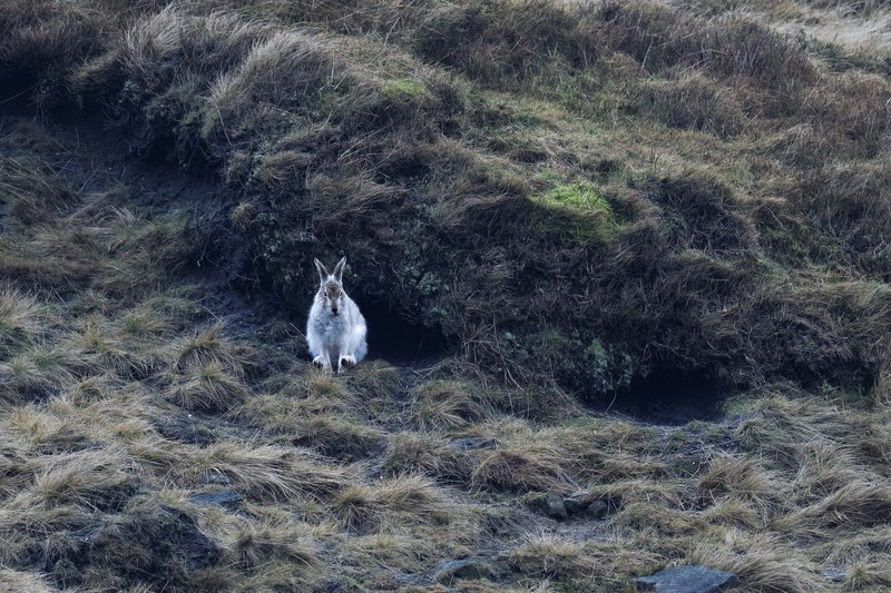 Mountain Hare Jan 2018 - Mountain Hares and Red Grouse