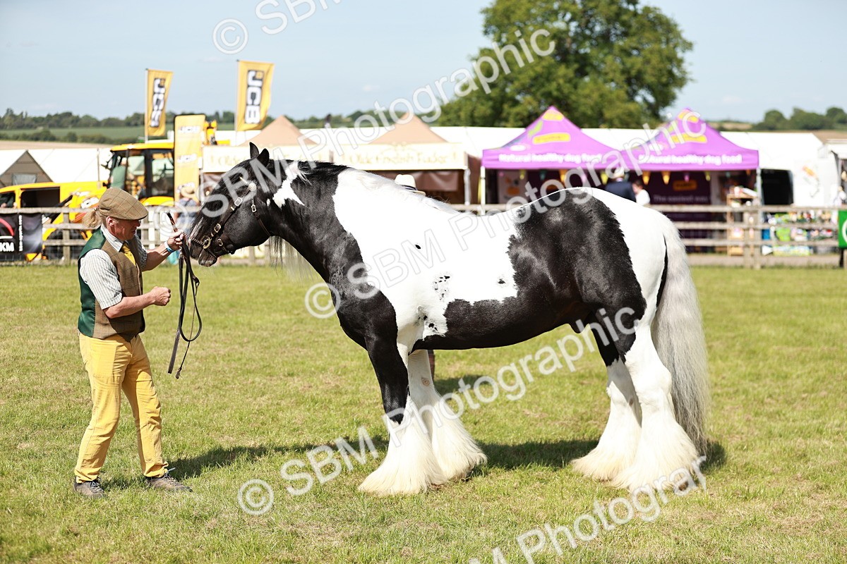 SBM_08844 - Class 63-65 - Traditional Gypsy Cobs In Hand & Ridden