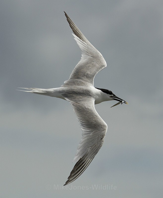  - Terns, Sandwich, Artic and Common