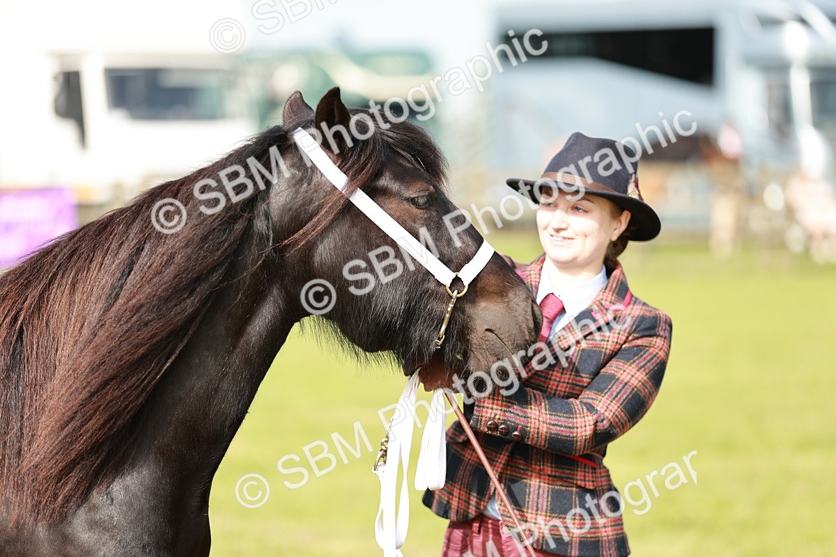 SBM_00746 - Class 14-23 - Mountain & Moorland In Hand Non Welsh