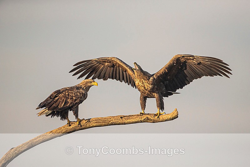 White-tailed Eagle - Eagle Hides