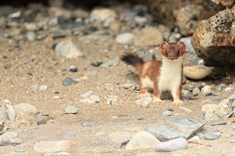 Stoat, Duck Island, Alaska - Stoat