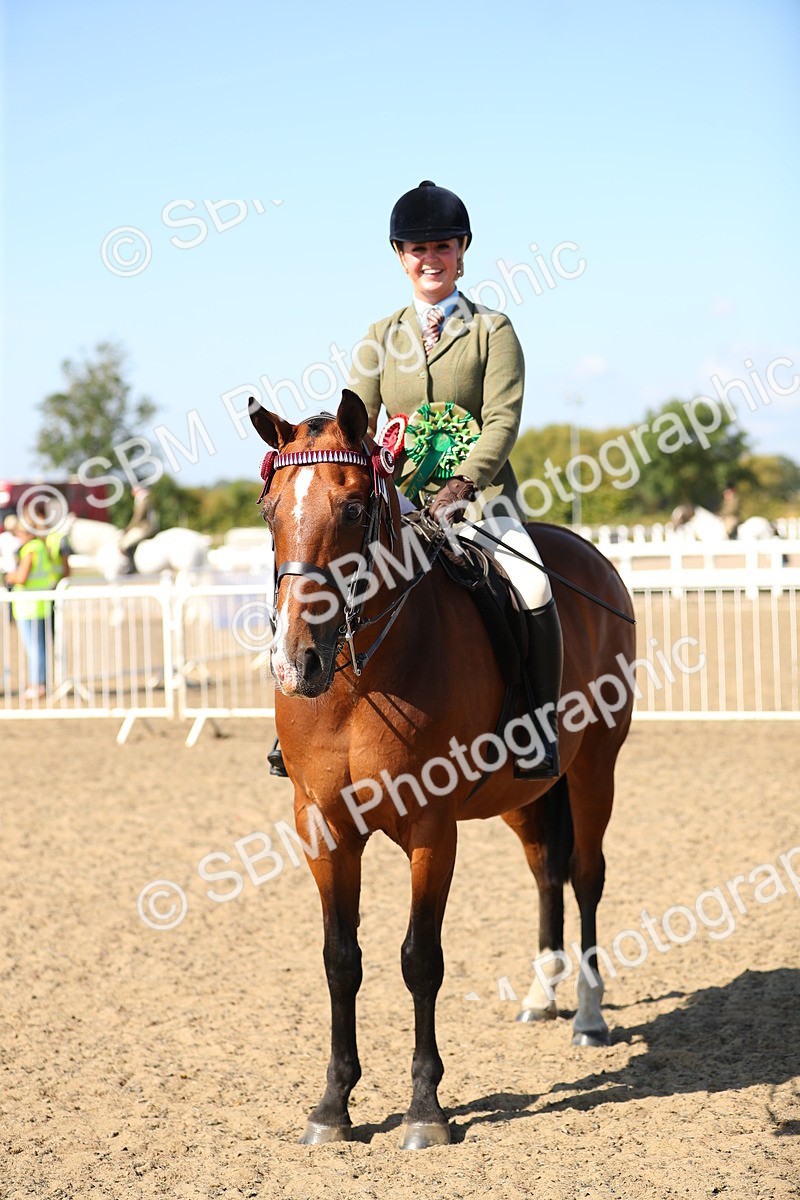 SBM_02373 - Class 43 Ridden Competition Horse/Pony