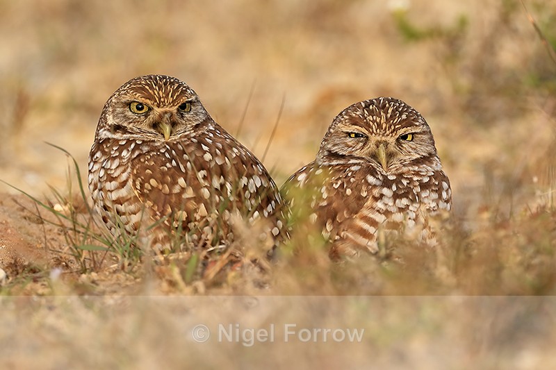 Burrowing Owl pair, Cape Coral, Florida - Burrowing Owl