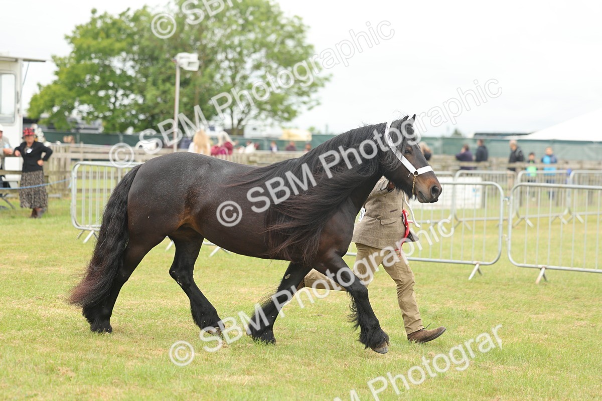 SBM_05052 - Class 50-57 - M&M Welsh Pony In Hand