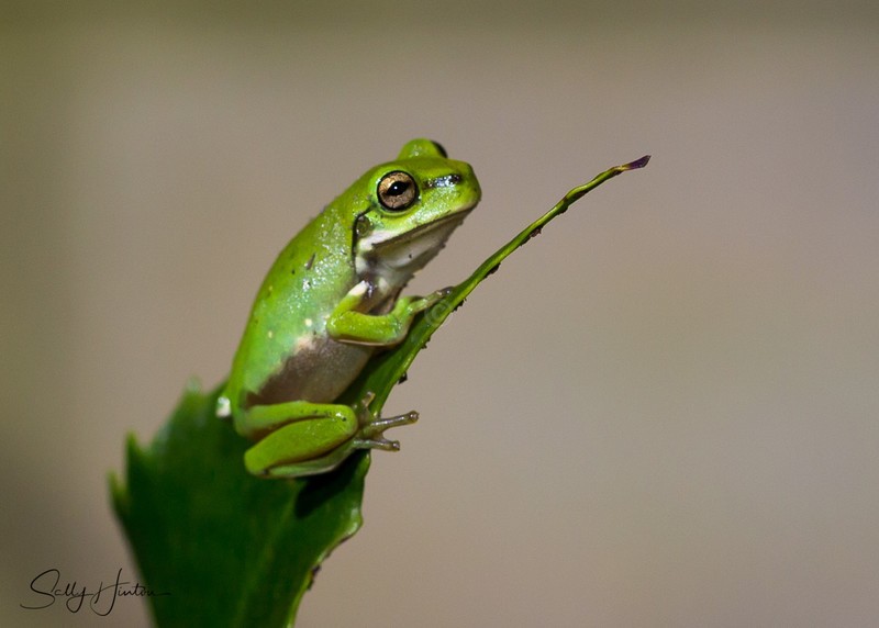 Frog on Leaf 7