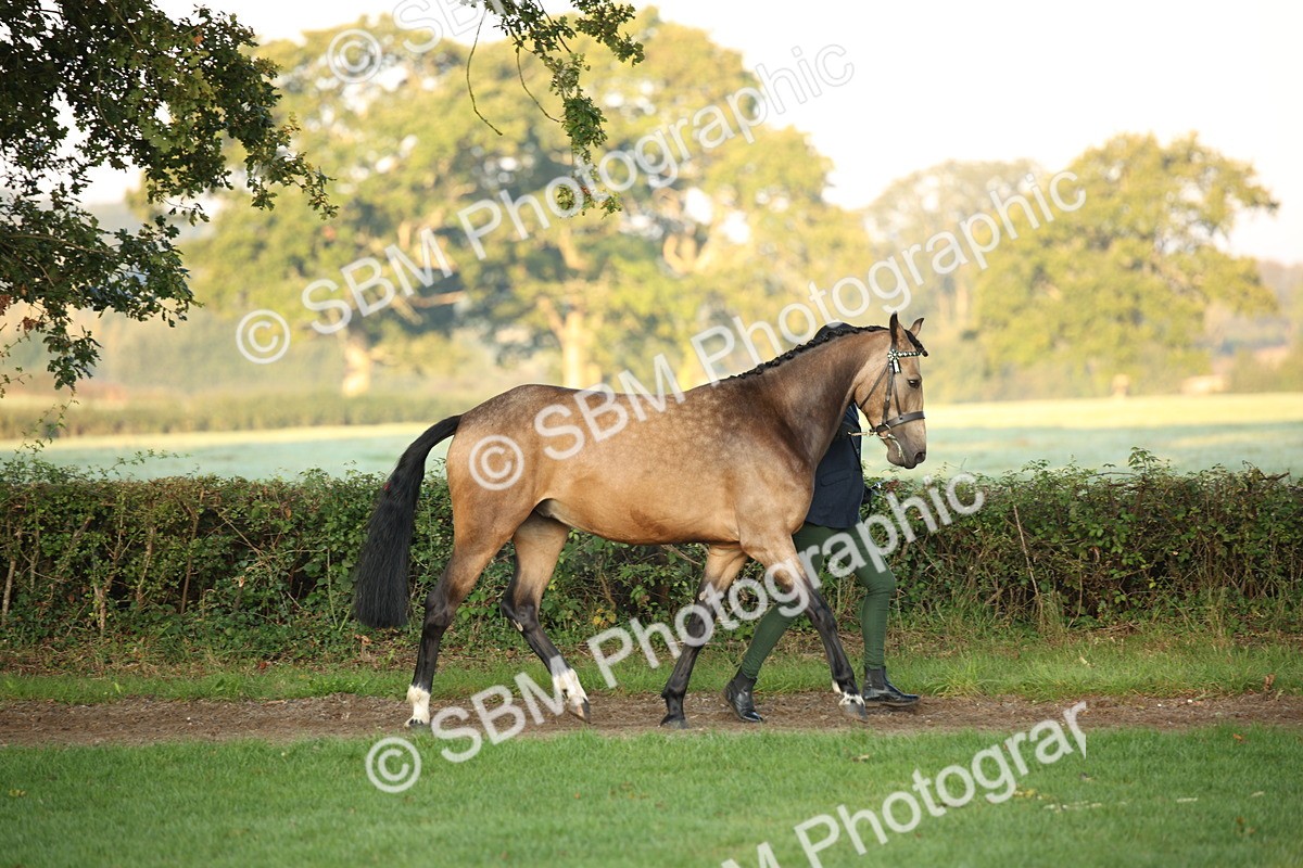 SBM_56804 - S49 - Riding Horse & Hack & Thoroughbred In Hand