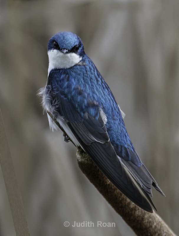 Tree Swallow - Reifel Refuge