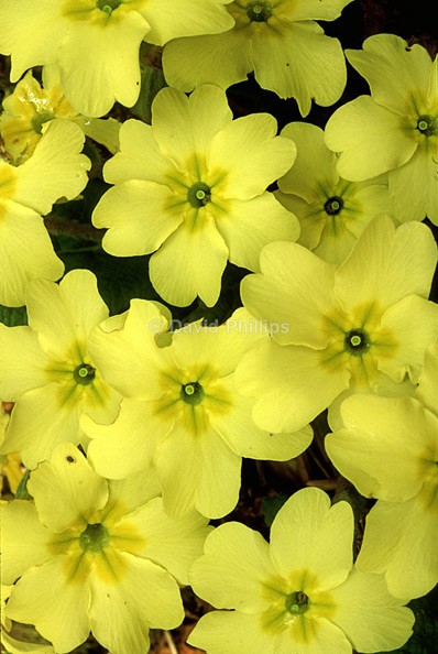 Common Primrose - Plants
