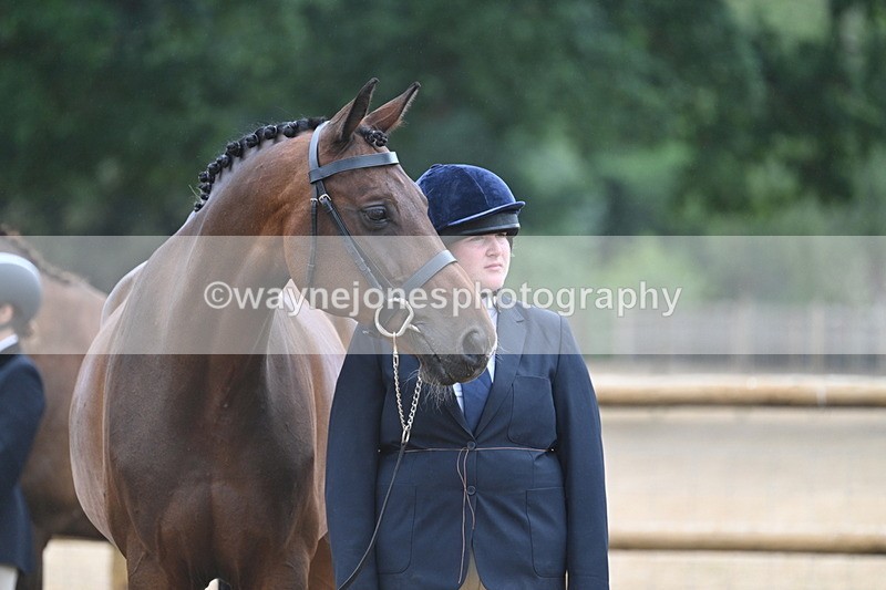 WJ7_9785 - Class 5a Most Handsome Gelding (above 14.2hh)