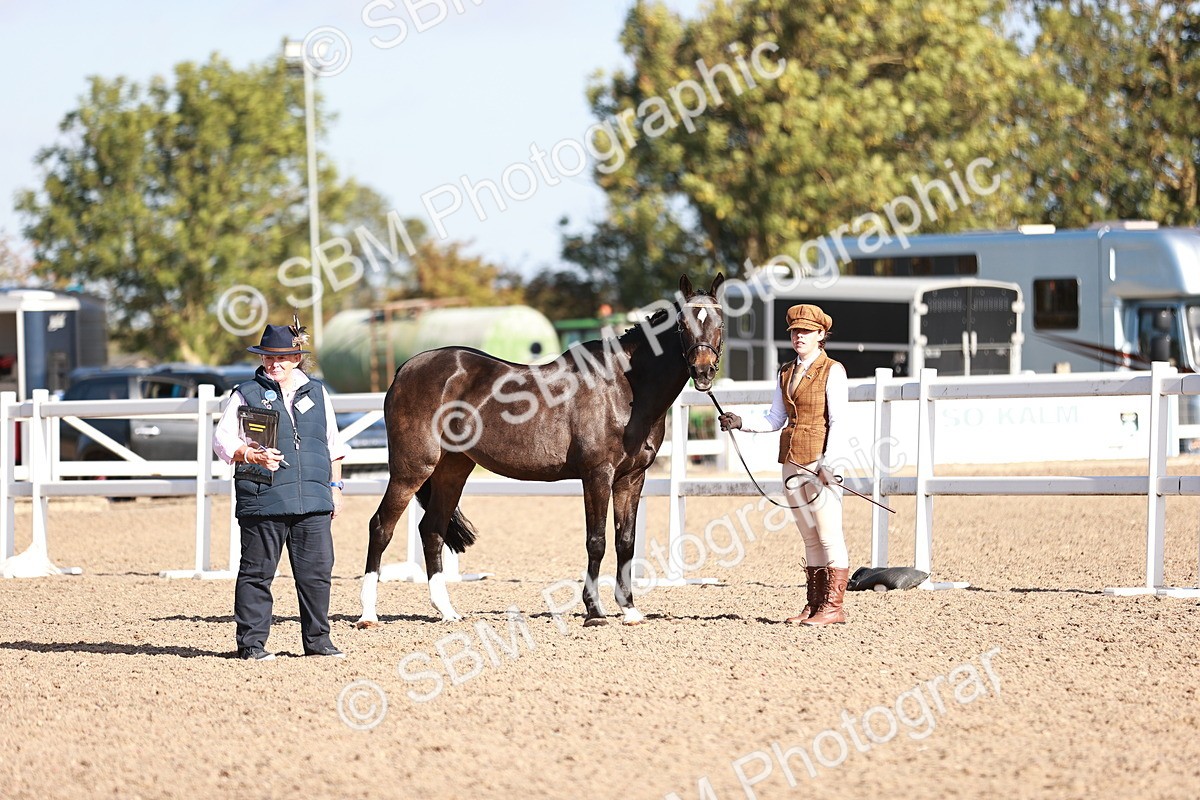 SBM_22014 - Class 702 - IH Show Horse-Pony