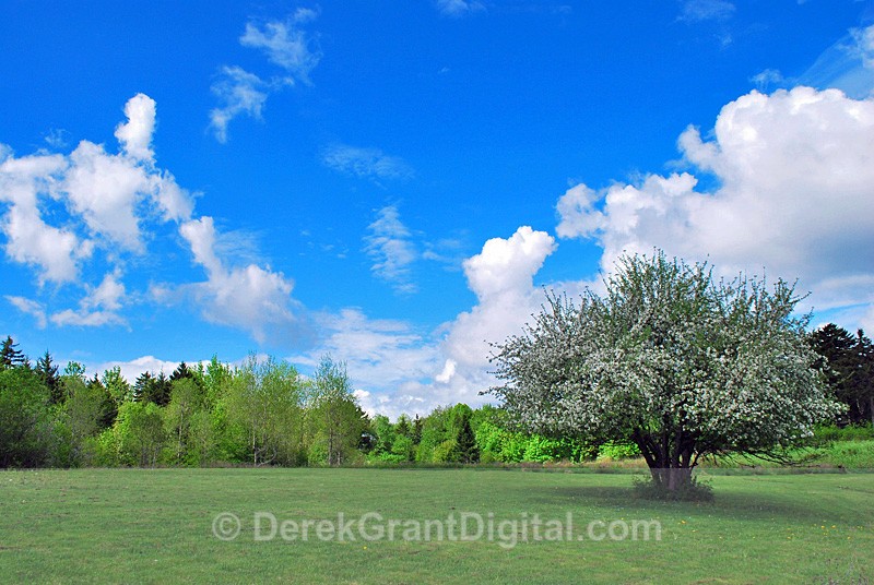 Apple Tree in Springtime - New Brunswick Landscape