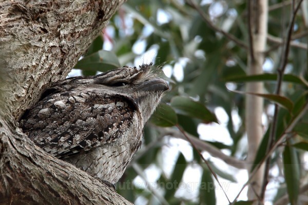  - Australian Birds