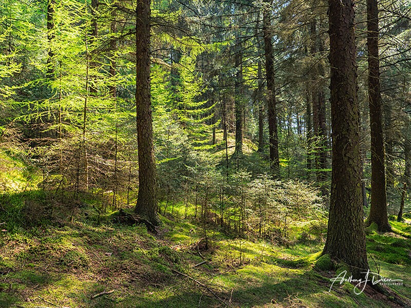  - Woodland